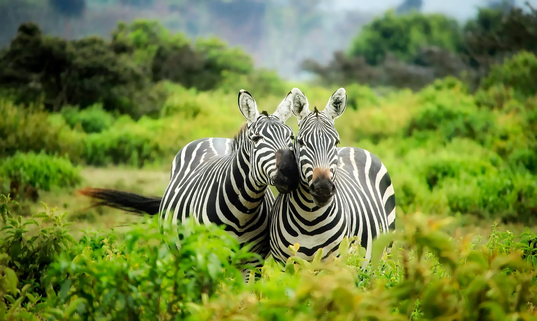 África, foto 5